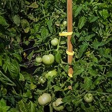 hook and loop straps